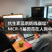抗生素最后防线崩塌?MCR-1基因竟在人狗中普遍传播(图1) 抗生素最后防线崩塌?MCR-1基因竟在人狗中普遍传播(图1)