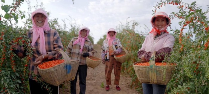 寻鲜之旅助农实践获认可，在2025明珠湾气候投融资大会发布，技术贯通鲜链促乡村振兴与绿色低碳(图3)